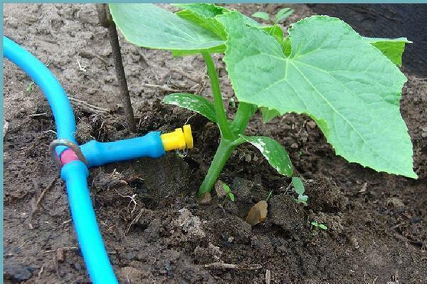 The system of cucumber watering has many advantages