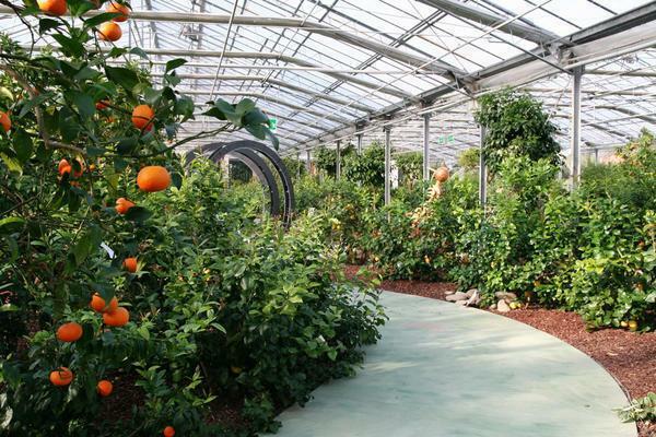 To grow various types of citrus, special conditions are necessary