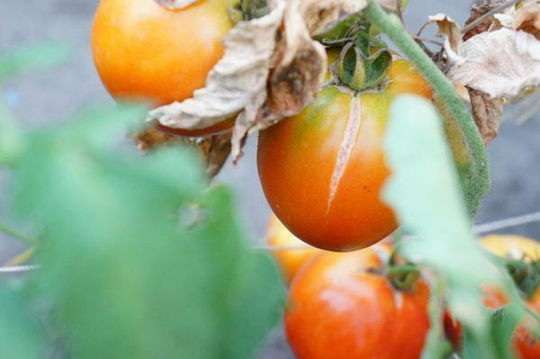 Tomater kan være revnet i et drivhus som følge af manglende overholdelse af temperatur