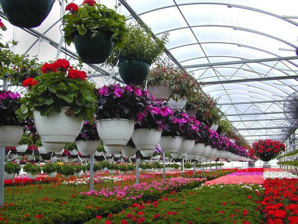 El invernadero durante todo el año para las flores necesitan para asegurar una buena ventilación