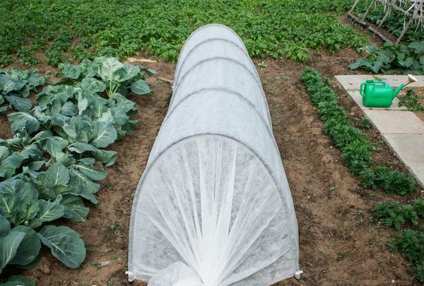 Greenhouse for cabbage seedlings can be made from polyethylene