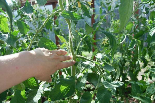 Su pasėlių pomidorų pagalba gali tinkamai suformuoti krūmą, kad ateityje lems gerą derlių