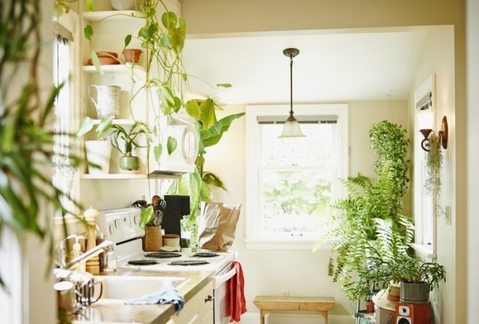 Pflanzen in der Küche