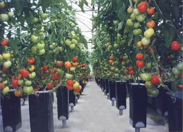 Industrial cultivation of tomatoes of different varieties implies the planting of a large number of tomato bushes