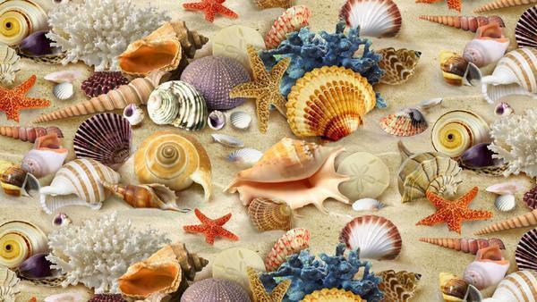 Assortment of cockleshells is varied, due to their unusual shape and different appearance