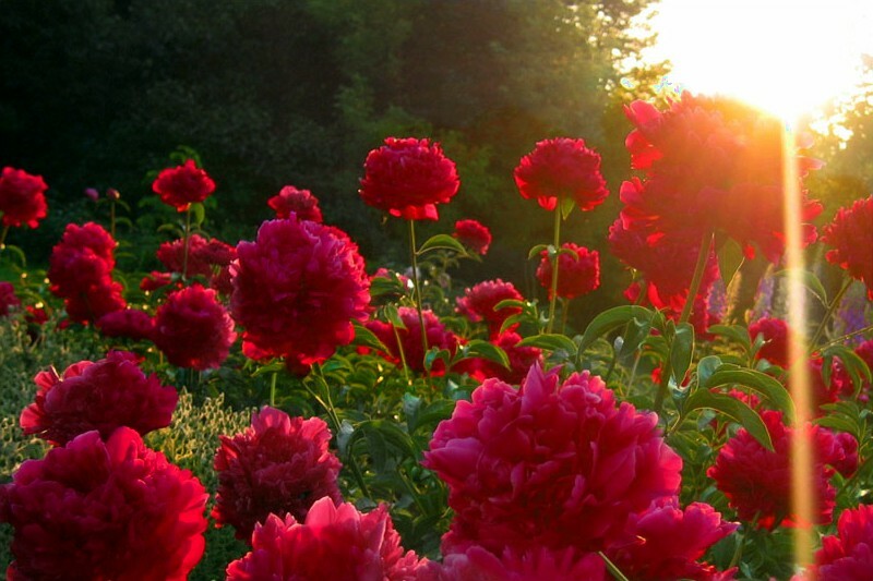 Gėlės į sodo dizaino sodo flioksas, vilkdalgių, bijūnų, hydrangeas, rožės