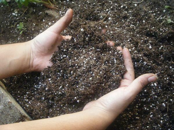 Soil in a greenhouse for cucumbers should not contain sand or clay