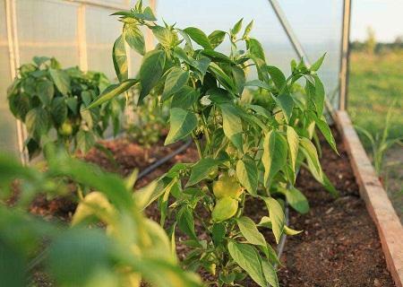 Performing regular top dressing of peppers in the greenhouse, you can improve their taste and appearance
