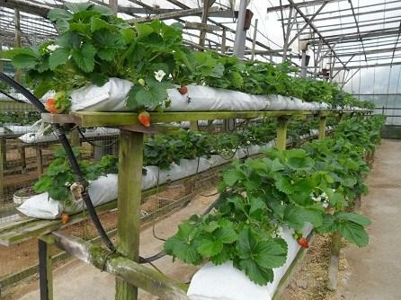 Wachsen Erdbeeren im Gewächshaus ist sowohl für den Verkauf und für den Eigenbedarf