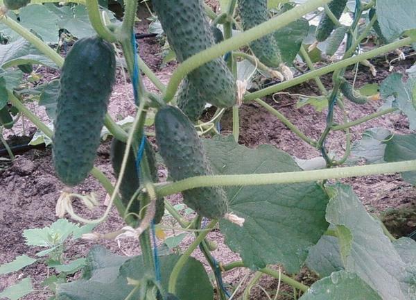 How to form cucumbers in the greenhouse video: caring for the bushes and the scheme is correct, the cucumber to form from polycarbonate