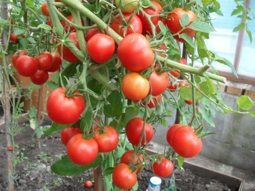 Voor het planten van tomaten verwijzen naar kenmerken van een verscheidenheid