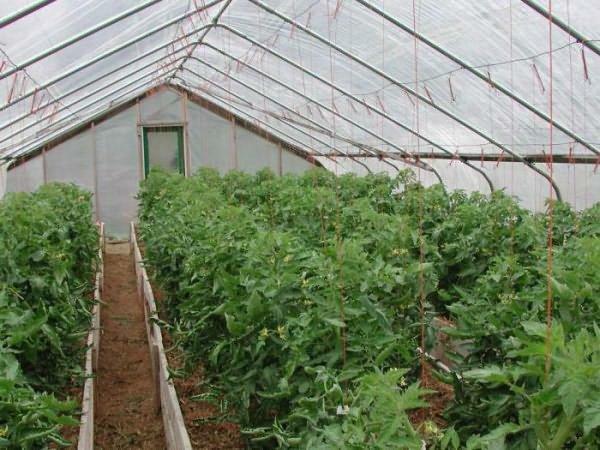 Ved lav temperatur, tomater luft og jord er ikke kun frugt, men også til at vokse
