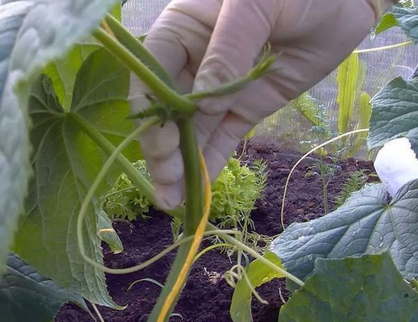 Stepping through cucumbers, it is necessary to take into account the growth characteristics of the cultivated variety