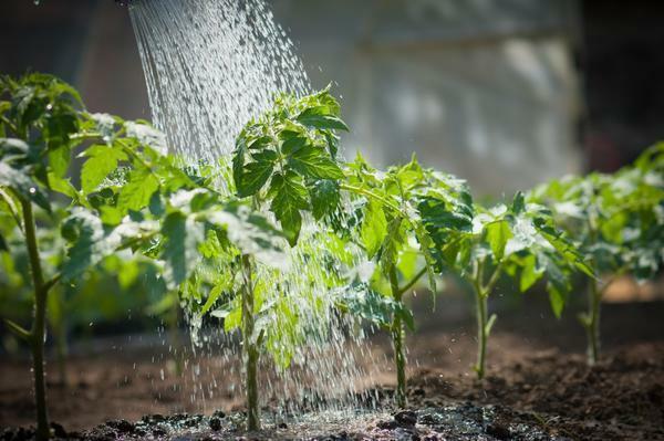 Vanding tomater i drivhuset er bekvemt at bruge almindelig vandkande