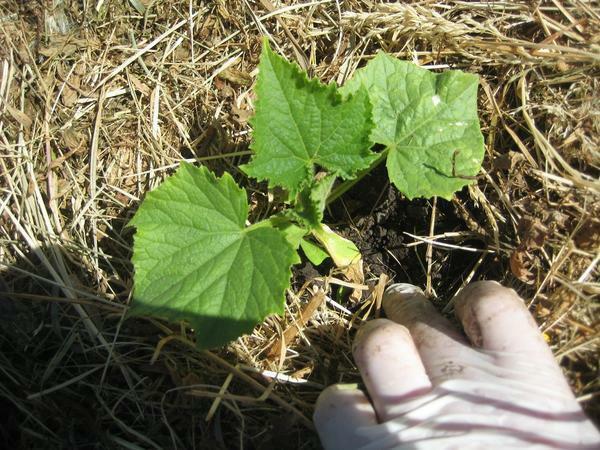 Udfør bioklip agurker i drivhuset, kan du bruge hø