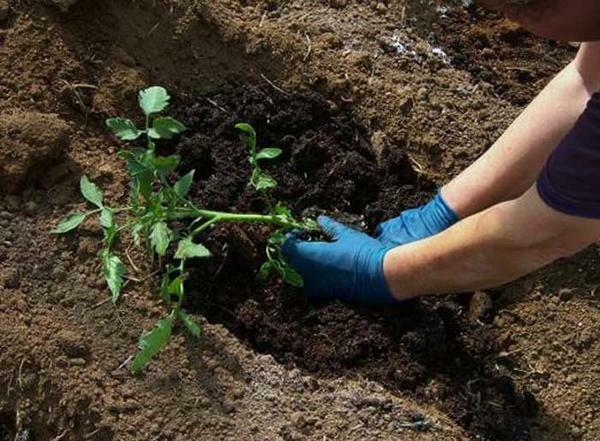 Plantering tomatplantor - en enkel process