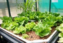 butter-and-counter-romain-grow-bed-5-kas