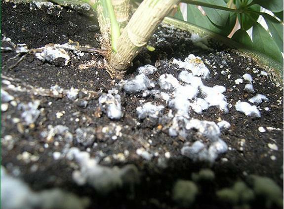To get rid of mold on the ground in a greenhouse it is possible with the help of charcoal and ash in a proportion 1: 2
