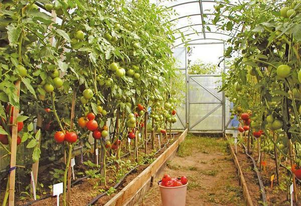 Inainte de plantare tomate, trebuie să determine cât de mult spațiu va fi alocat pentru tomate în creștere