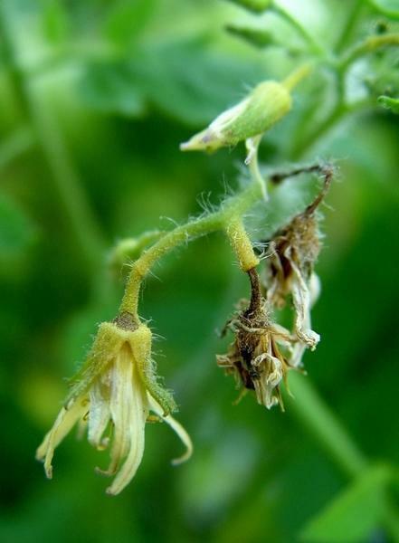 Flowers from tomatoes may fall due to lack of vitamins