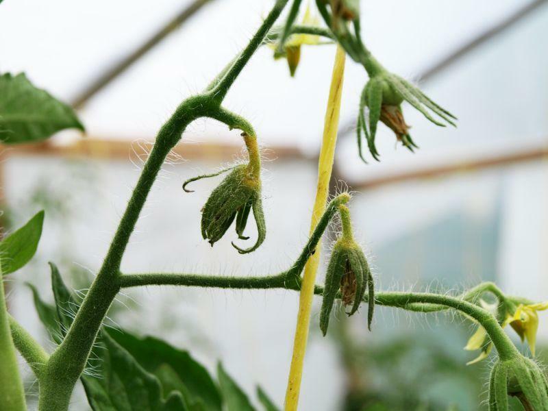 Wpadamy w pomidora cieplarnianych kwiatów: dlaczego pomidory, spadają i spadają, kruszą
