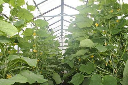 If cucumbers wilt in the greenhouse, this indicates an incorrect care