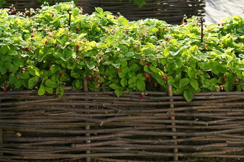 In een bed met een hek van twijgen geplante struiken van aardbeien