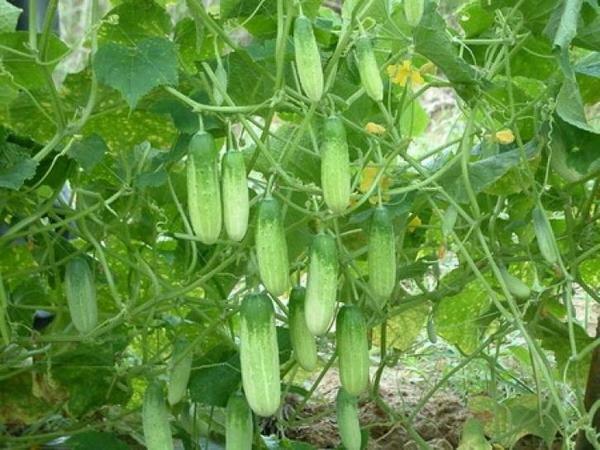 To make the cucumbers happy with the harvest, they require careful care