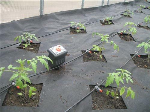 De riego adecuado en el invernadero depende del crecimiento y rendimiento de las plantas
