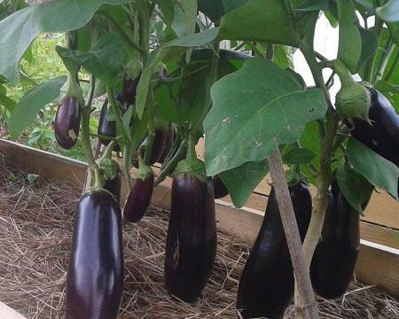 Choose a variety of aubergines for the greenhouse, based on personal preferences and the type of greenhouse