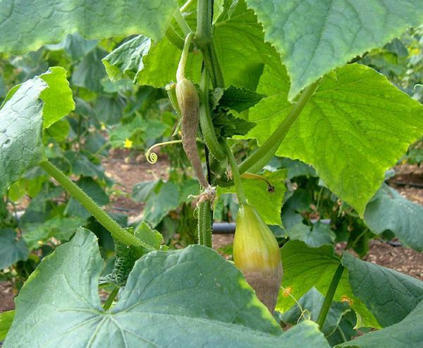 In order to get a good harvest, you should carefully select the seeds of cucumbers and fertilize the soil