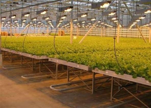 Using a smart greenhouse, it will be much easier for you to grow a rich crop