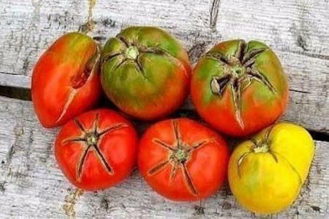 De meest voorkomende tomaten, die worden gekweekt in de kas, blootgesteld aan de apicale rot