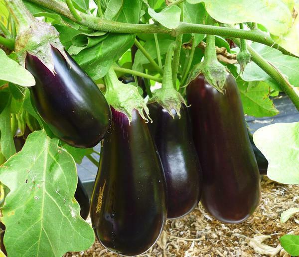 Voordat u een bepaald type aubergine kopen is de moeite waard het lezen van reviews over het op het internet