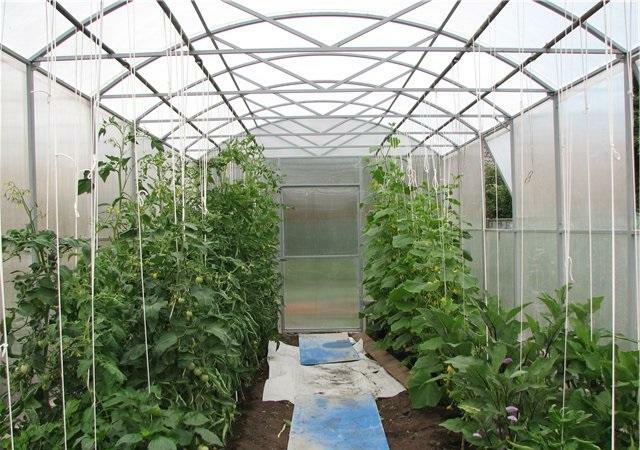 On a small plot we put cucumbers and tomatoes in a greenhouse