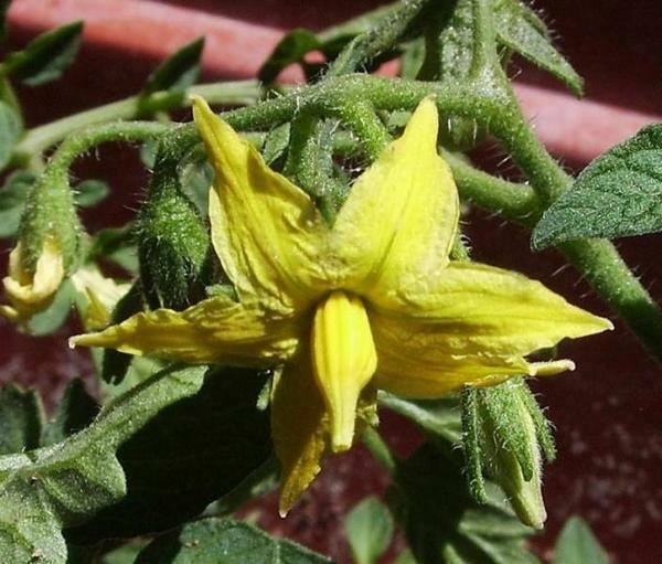 To ensure that the flowers do not fall off tomatoes, you need to properly care for plants