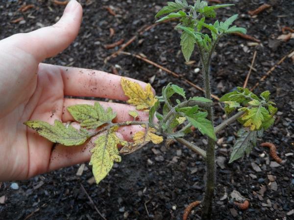 Whiteflies repræsenterer en stor fare for tomater buske