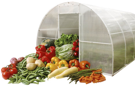 What to grow in greenhouses is interested not only summer residents of amateurs, but also businessmen
