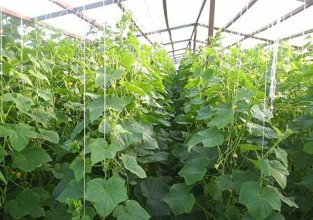 Having correctly formed cucumbers in a greenhouse, you can significantly improve the quality of the crop