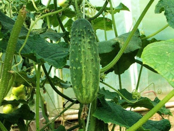 In order that white rot does not appear on cucumbers, it is necessary to carefully monitor the quality of the soil and maintain a comfortable climate in the greenhouse