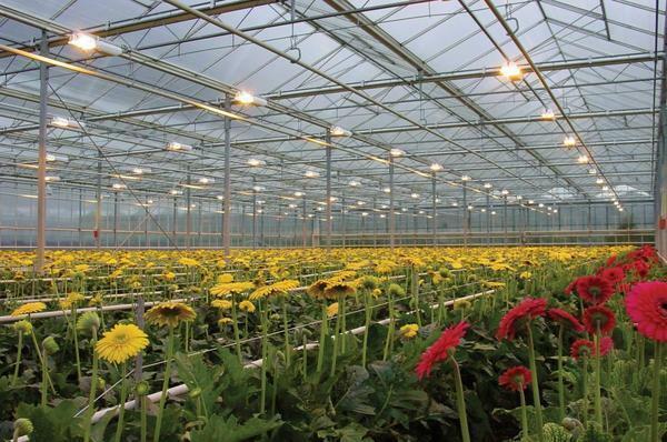Lamps for greenhouses: LED plants, for heating, what to choose, the calculation of the lighting of the greenhouse of sodium