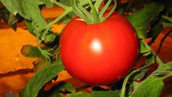Before planting a tomato, the greenhouse should be carefully cleaned