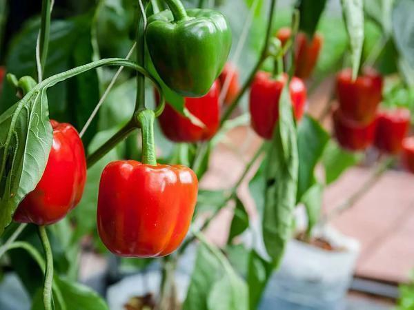 Peberfrugter kan plantes ved jordtemperaturer over 15 ° C