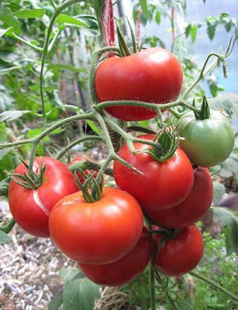 Eksperter anbefaler at vælge en hybrid tomat sorter til dyrkning