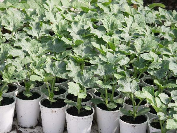 For seedlings, pots with a diameter of 100 mm are used, in such pots you can put 2 crops at once