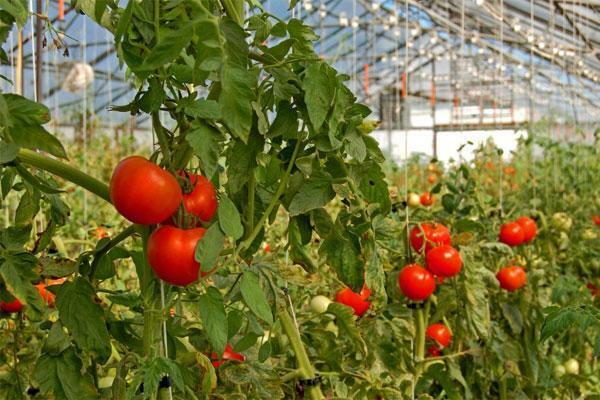 In modern greenhouses you can grow absolutely different types of crops