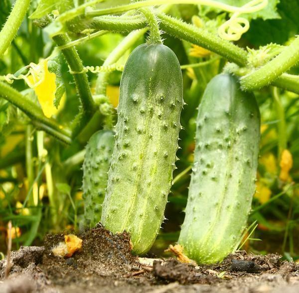 Met het oog op een goede oogst van komkommers te krijgen is het noodzakelijk om zorgvuldig toezien op de groei van planten