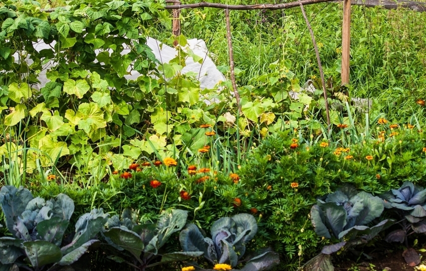 Dokonca aj v malom priestore, môžete získať vysoký výnos pomocou tabuľky susedných rastlín na pestovanie