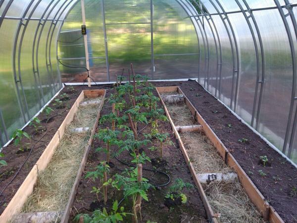 How to arrange a greenhouse made of polycarbonate inside: photo design and shelving, planting beds and lay-out