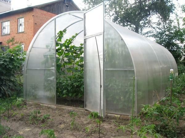 Dacha greenhouses made of polycarbonate must be chosen based on the basis of the structure and material
